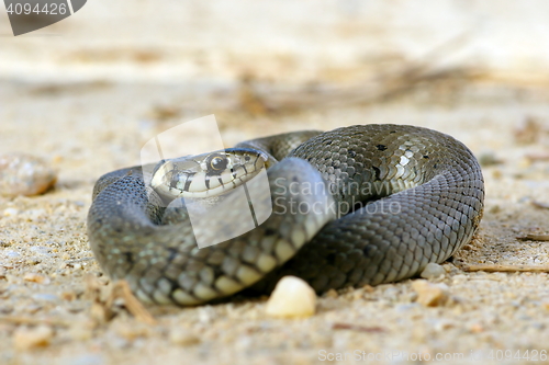 Image of grass snake on ground