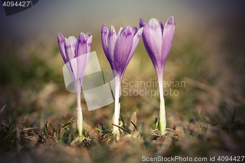 Image of autumn crocuses