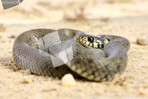 Image of juvenile natrix on ground