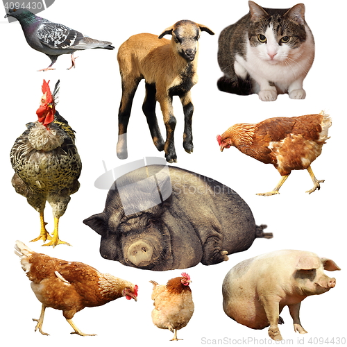 Image of collection of domestic animals