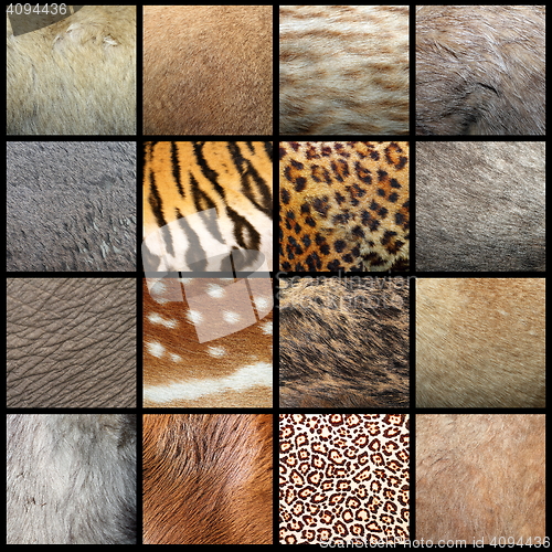 Image of animal pelts collection