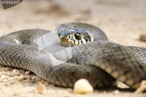 Image of close up of grass snake