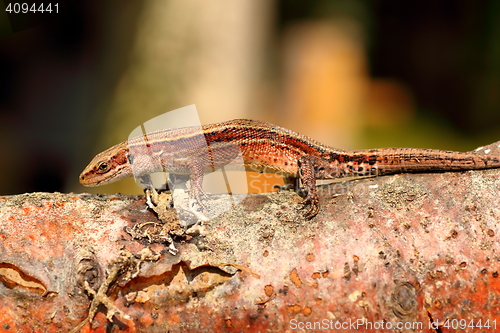 Image of wall lizard on wooden stump