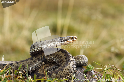 Image of female common adder ready to strike