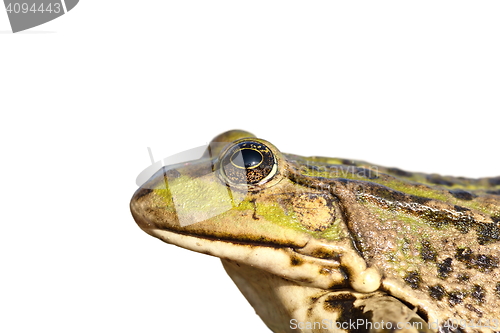 Image of isolated portrait of common marsh frog