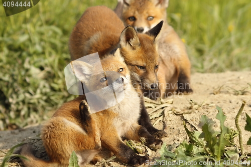 Image of family of foxes near the den