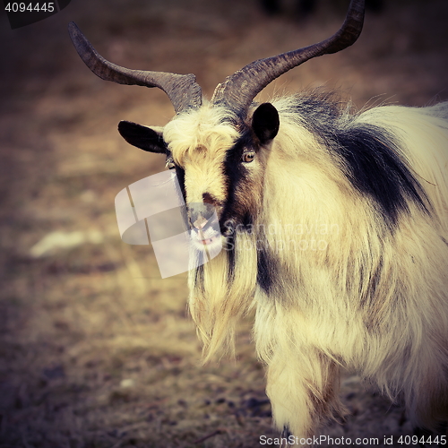 Image of portrait of big goat ram
