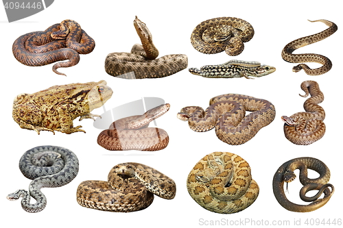 Image of collection of herpetofauna over white