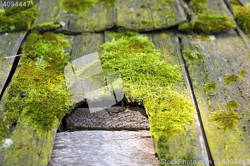 Image of detail of fungal damage on wooden roof