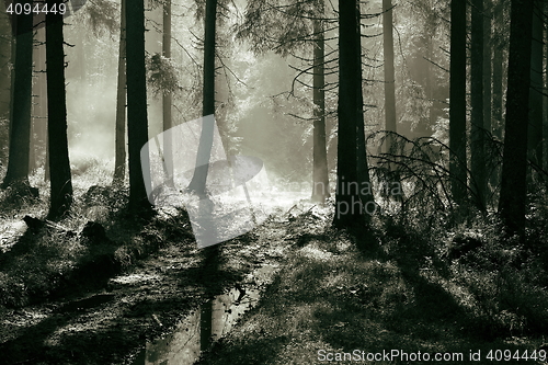 Image of morning light in spruce forest