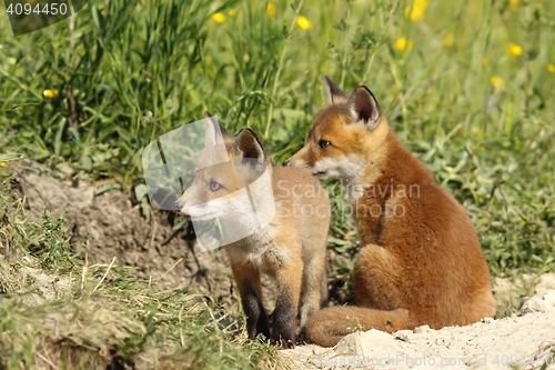 Image of red fox brothers