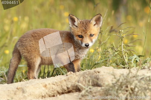 Image of young common european fox