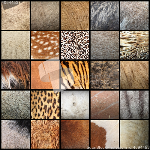 Image of large collection of animal fur textures