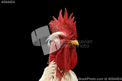 Image of isolated portrait of white rooster