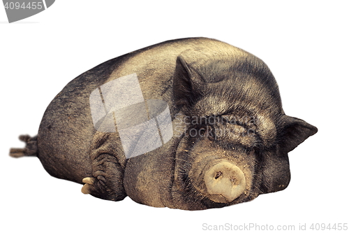 Image of isolated huge pig