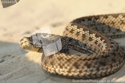 Image of closeup of moldavian meadow viper