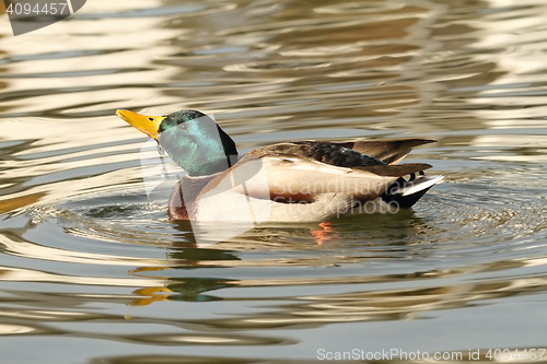 Image of male mallard duck on clear water