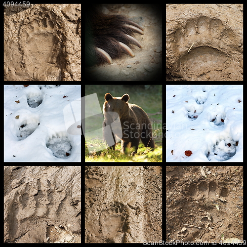 Image of collection of bear tracks