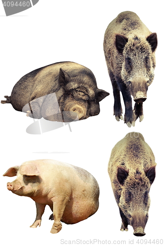 Image of differences between domestic pig and wild boar