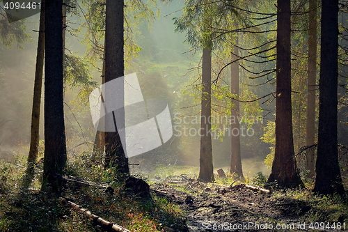 Image of beautiful light in spruce forest