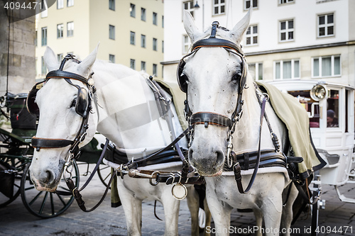 Image of two horse heads