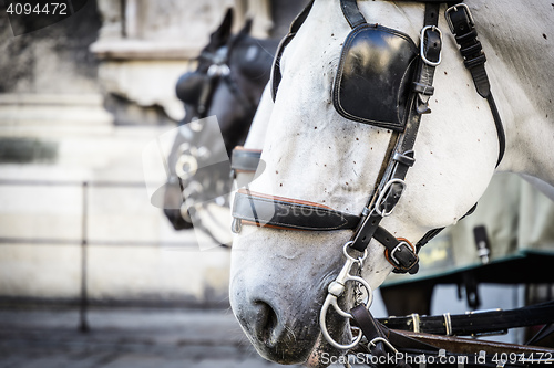 Image of two horse heads