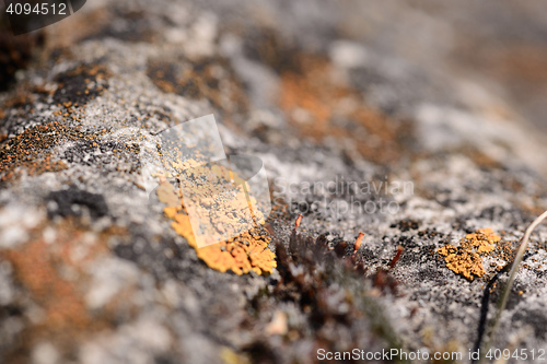 Image of Lichen on a rock