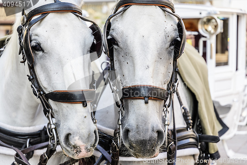 Image of two horse heads