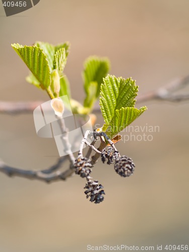 Image of New Leaves