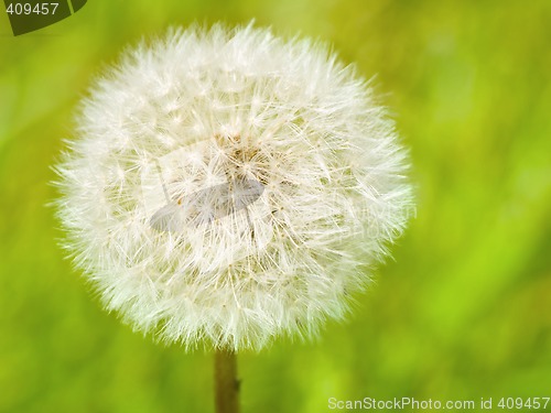 Image of Dandelion