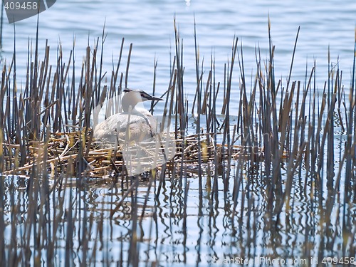 Image of Great Created Grebe