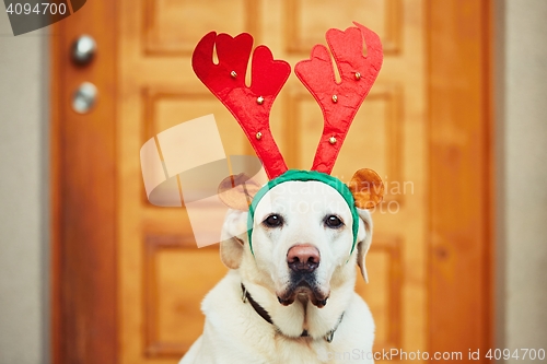 Image of Christmas walk with dog