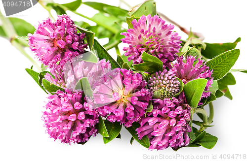 Image of Closeup bouquet of clover flowers with green leaves