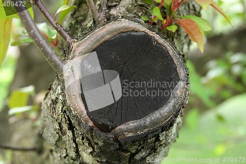 Image of Closeup of a cut tree branch