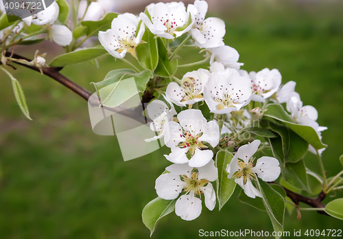 Image of The branch of blossoming pear on a background of green garden.