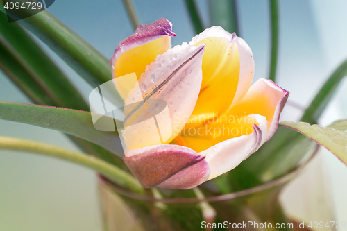 Image of Flower yellow Tulip closeup.