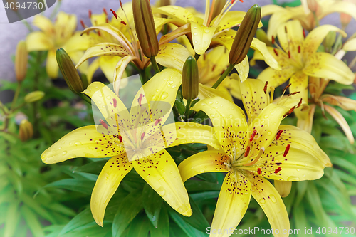 Image of Yellow lilies blossom among the leaves so green