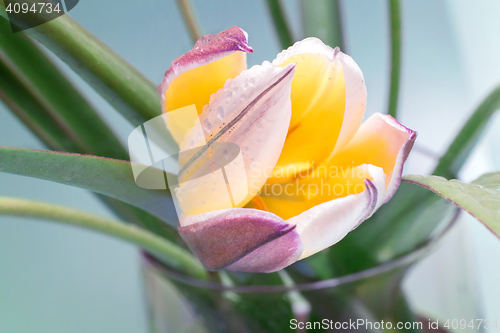 Image of Flower yellow Tulip closeup.