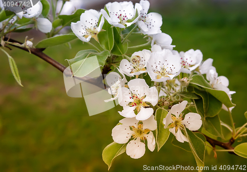 Image of The branch of blossoming pear on a background of green garden.