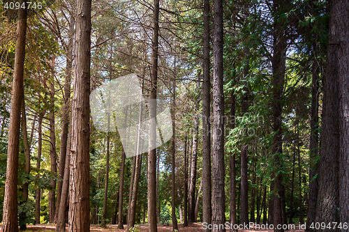 Image of Arboretum of various species of coniferous and deciduous trees.