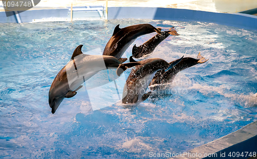 Image of The performance of the dolphins in dolphinariums.