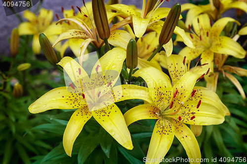 Image of Yellow lilies blossom among the leaves so green
