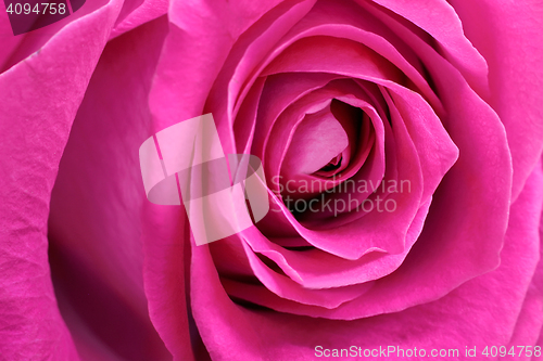 Image of Mid flower red rose close up.