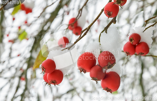 Image of Hawthorn berries on the bushes covered with snow.