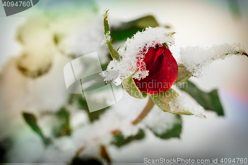 Image of Red rose covered with the first snow.