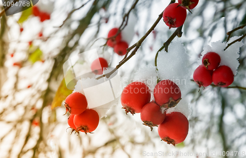 Image of Hawthorn berries on the bushes covered with snow.