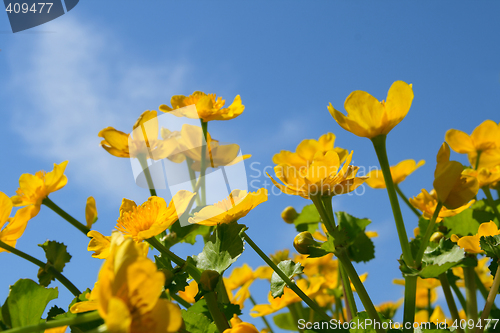 Image of Yellow flowers on blue sky background