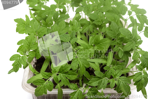 Image of Young tomato seedlings in the container with the ground.