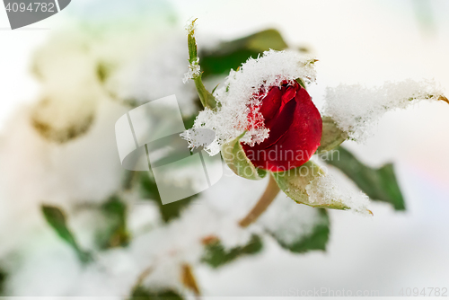 Image of Red rose covered with the first snow.