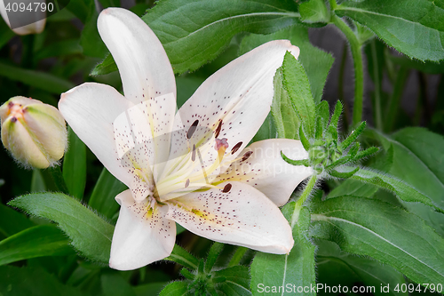 Image of Flowers of a white lily close up.